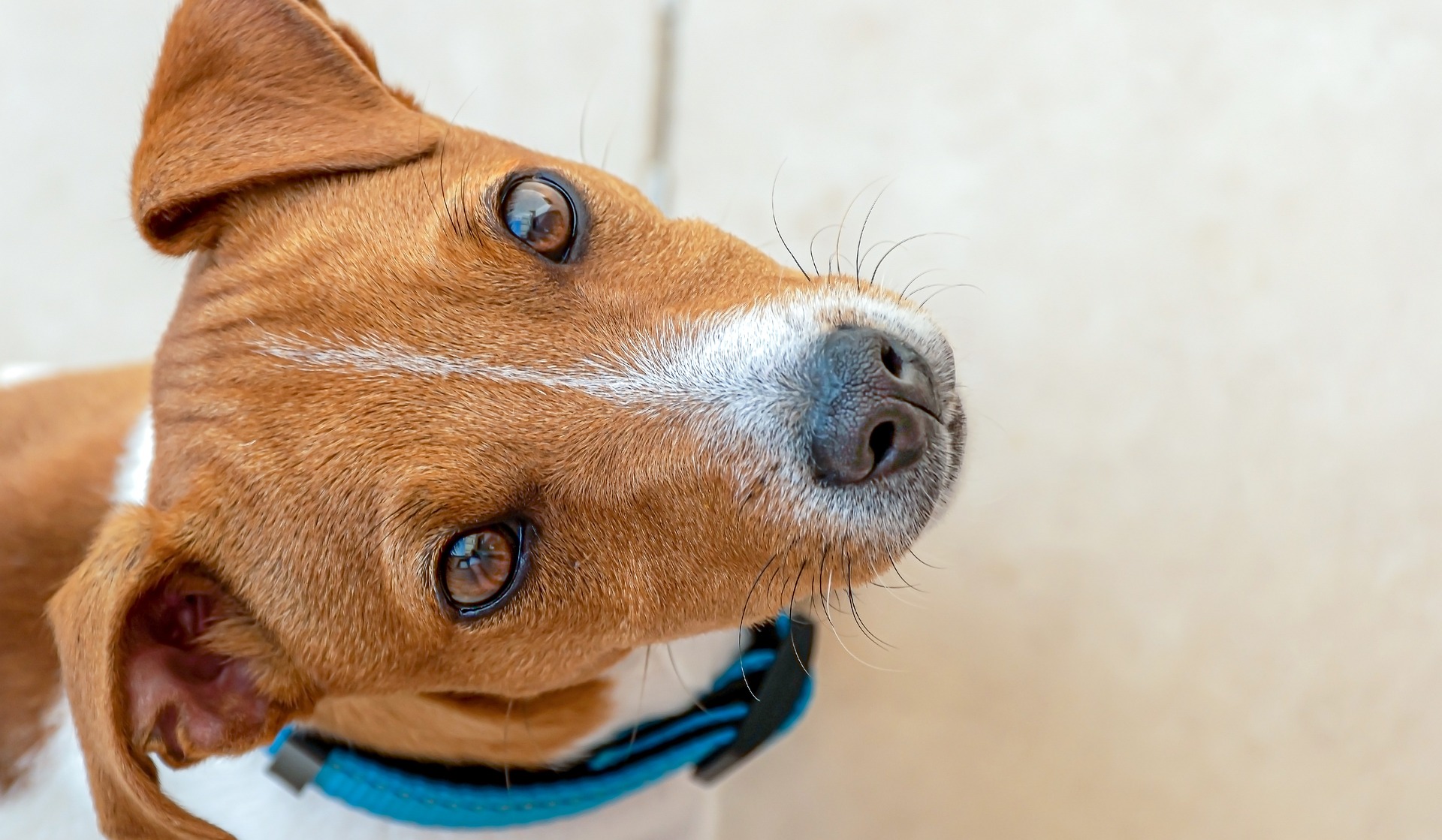 Pleje Af Jack Russell Terrier