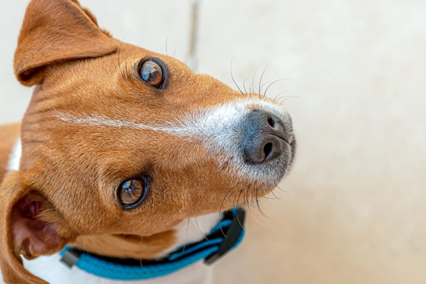 Sådan plejer du din Jack Russel Terrier