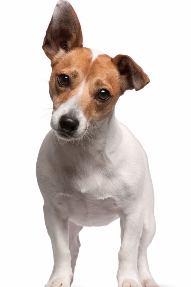 main Jack Russell Terrier Potraet