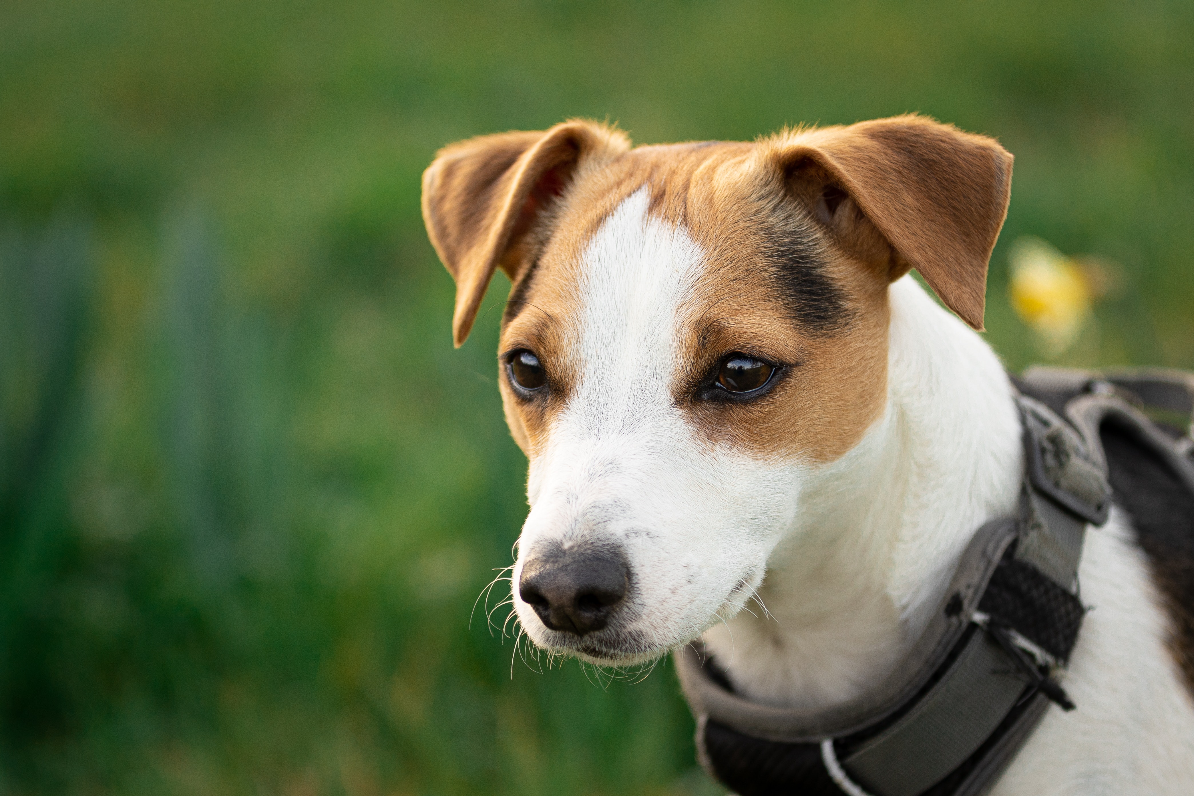 Plej Din Jack Russell Terrier Korrekt