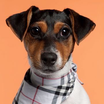 Jack Russell Terrier Profil Jack Russell Terrier Profil