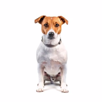 Jack Russell Terrier Sit1 Jack Russell Terrier Sit1