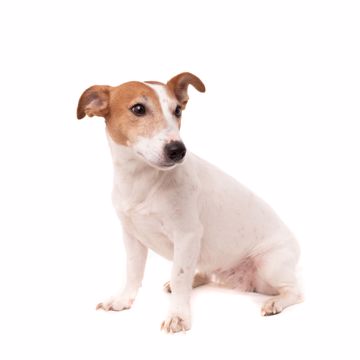 Jack Russell Terrier Profil 1 Jack Russell Terrier Profil 1