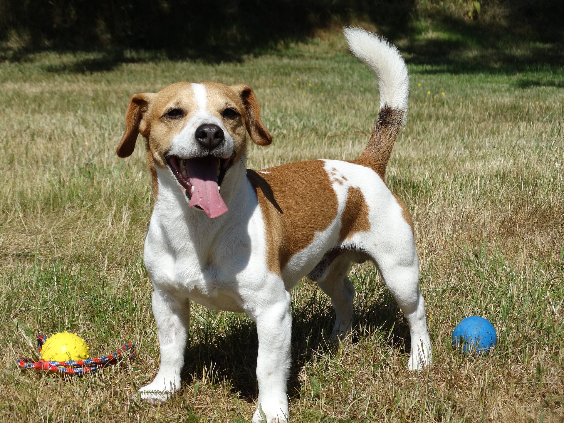 Opdragelse Jack Russell Terrier