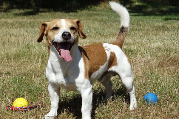 Hvordan opdrager jeg en Jack Russell terrier