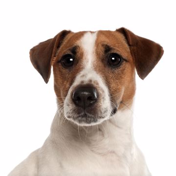 Jack Russell Terrier Lydig