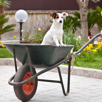 Jack Russell Terrier Sit Jack Russell Terrier Sit