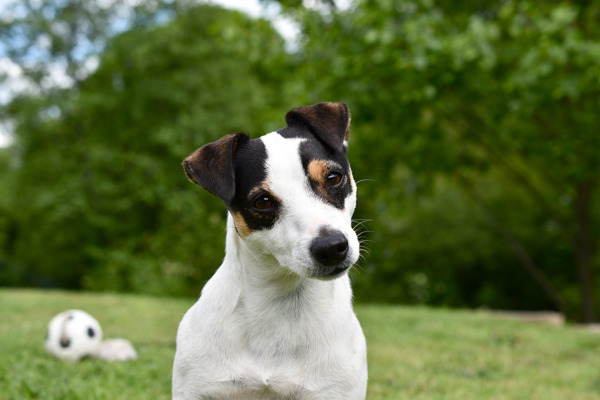 Motion og stimulering af din Jack Russell Terrier